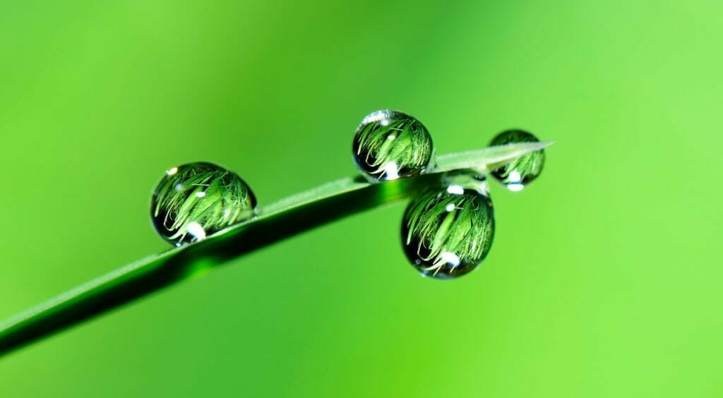 葉に寄り添う雨の雫