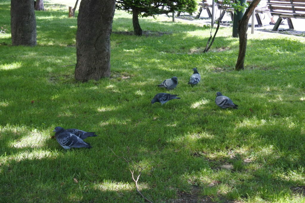 ちょっとひと休み-鳩たちの休息