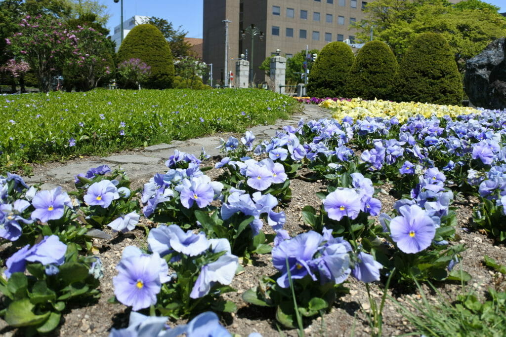 春の札幌市資料館敷地内に咲く花