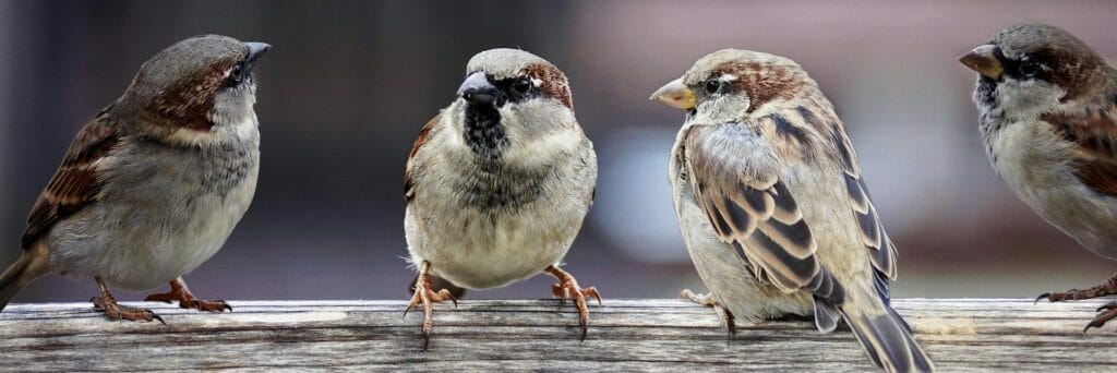 会話している雀
