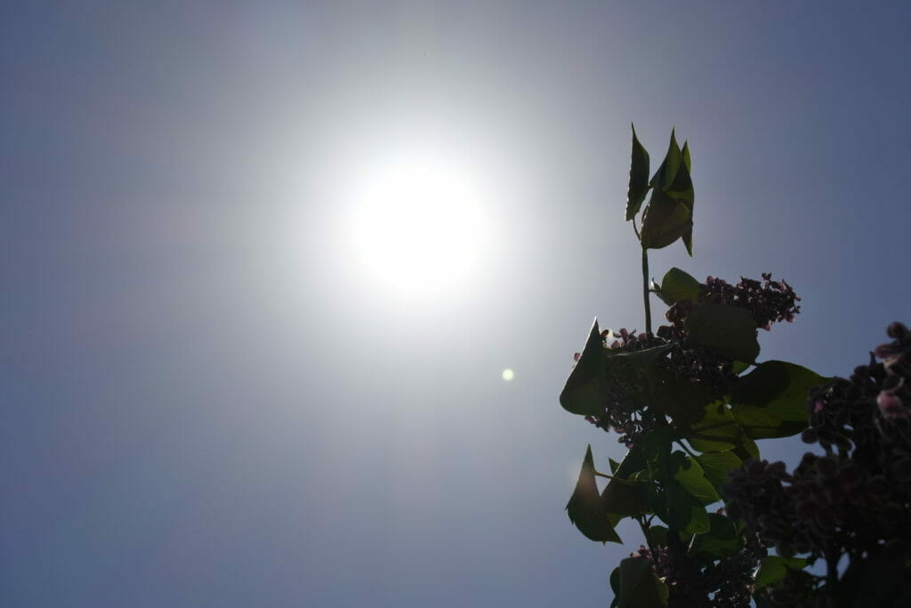 夏に向かって-太陽とフレンチライラック