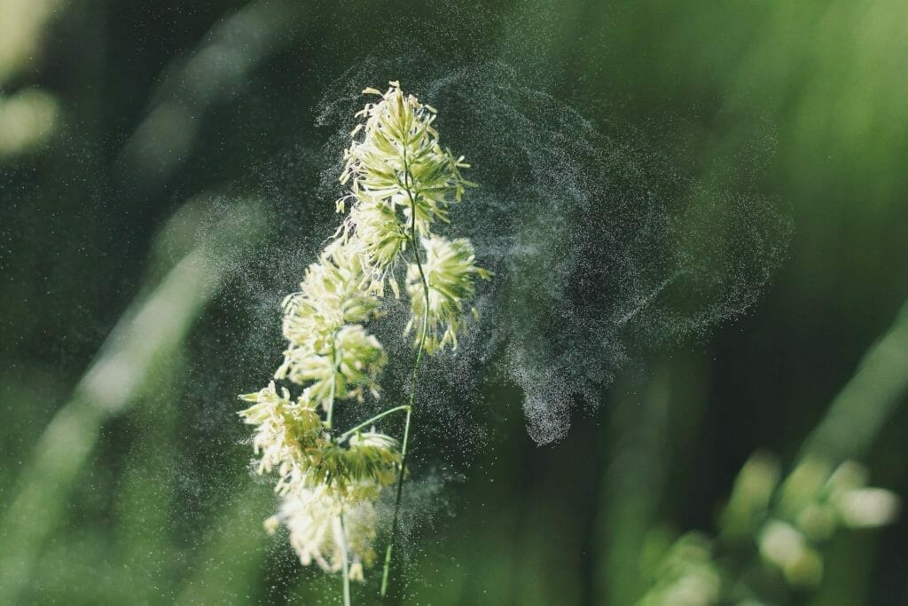 花粉を飛ばす植物