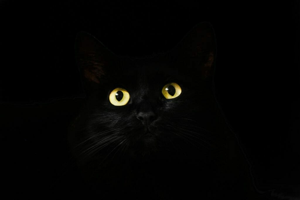 黒い猫の視線